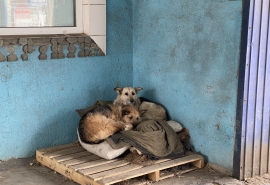 На омские улицы выпустили без малого полтысячи бездомных собак