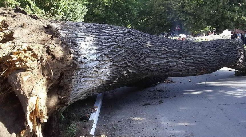В Омской области сельчанина убило деревом