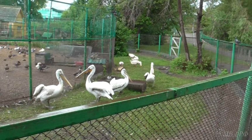 Посетители зоопарка под Омском убили пеликана, журавля и цесарку, чтобы сделать шашлык