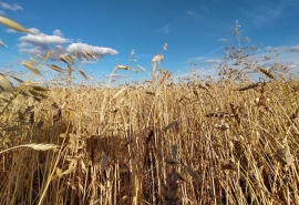 Не спасенный бурятами омский элеватор продадут с торгов