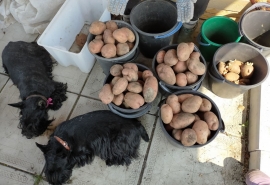 Омский картофель экспортируют в Узбекистан