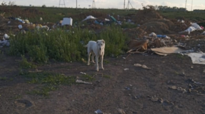 В Омской области красивого беззащитного алабая выбросили на свалку