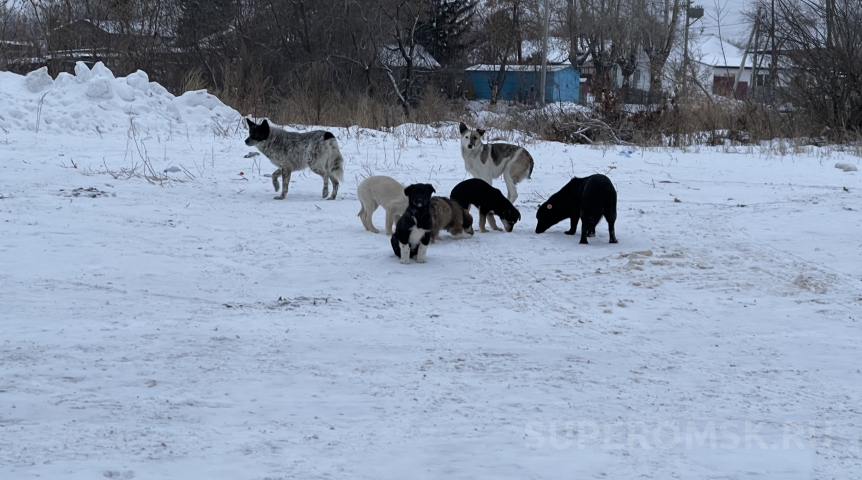 Прорвавшимся в Омск косулям грозит смертельная опасность Прорвавшимся в Омск косулям грозит смертельная опасность