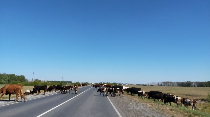 Бизнес-новости Под Омском выставили на продажу ферму на 50 голов