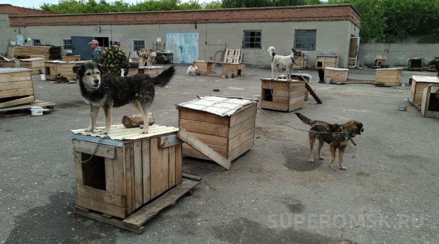 Омский общественник предложил создать региональный приют для бездомных животных Омский общественник предложил создать региональный приют для бездомных животных