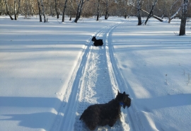 В Омске грядут сильные морозы со снегопадом и ветром