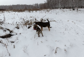Церковный пес Хан нашел в лесу и спасал шестерых щенков в морозы