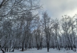В омских лесах кипят огненные страсти: засняты «следы любви»