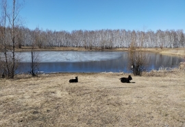 В омском Любино сделают «Озеро Жар-птицы»: делимся эскизами