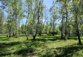 Омск окружат тысячами новых деревьев