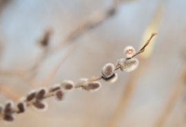 В Омске раньше срока распустились вербы