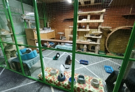 Омские ученые создали базу данных для будущего реестра домашних животных