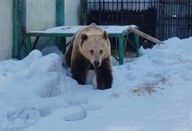 Омский медведь Макар после пробуждения с трудом мирится с реальностью