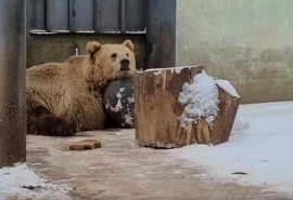 Омские медведи проснулись в полярно разном состоянии