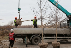 Сергей Шелест рассказал о временном переезде «олимпийских» кленов