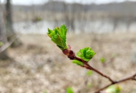 В Омской области после аномального тепла резко наступит холод