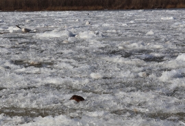 Омичи на ледоходе заметили необычную гостью