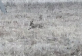 Под Омском заметили непонятного зверя: странный заяц или чупакабра?