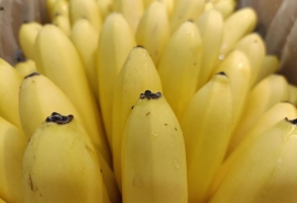 Парафин: как «нефтяной воск» изменил свечи, медицину и даже хранение продуктов