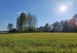 Омские ученые вывели корм для скота «Омич»