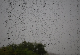 В Омской области пройдет самый сильный на континенте ливень