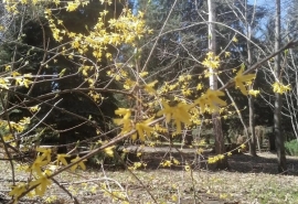 В омском дендросаду зацвел необычный кустарник