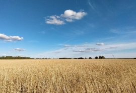 Утверждены условия продажи с торгов элеватора под Омском