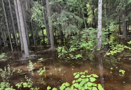 Вода топит лес под Омском