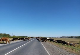 Омского агрогиганта банкротят со второй попытки