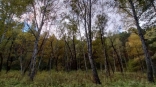 Омский грибник нашел в лесу редкий и опасный гриб, накапливающий цианиды Омский грибник нашел в лесу редкий и опасный гриб, накапливающий цианиды