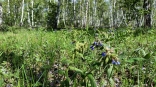 В Омской области неожиданно рано пошли вкусные осенние грибы
