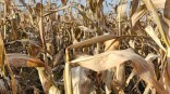 Омским дачникам грозят штрафы за кучи мусора и сухой травы Омским дачникам грозят штрафы за кучи мусора и сухой травы