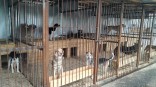 Мэрия Омска опровергла информацию о закрытии муниципального приюта для животных Мэрия Омска опровергла информацию о закрытии муниципального приюта для животных