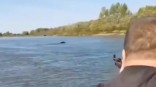 Убитый в реке медведь оказался не омским Убитый в реке медведь оказался не омским