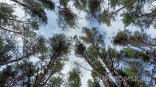 Омские медведи свободно разгуливают по деревне Омские медведи свободно разгуливают по деревне