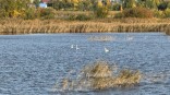 Омич показал наглядный пример внучке, спасая лебедя Омич показал наглядный пример внучке, спасая лебедя
