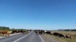 Под Омском выставили на продажу ферму на 50 голов Под Омском выставили на продажу ферму на 50 голов