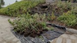 Омичам пригрозили ответственностью за вытоптанные клумбы у фонтана Омичам пригрозили ответственностью за вытоптанные клумбы у фонтана