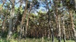 Медведь встал на пути жителя глухой омской деревни Медведь встал на пути жителя глухой омской деревни