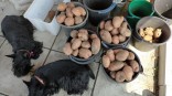 Омичи померятся своими картошками Омичи померятся своими картошками