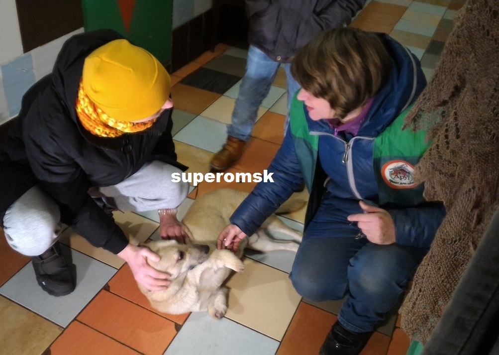 Собака Собака