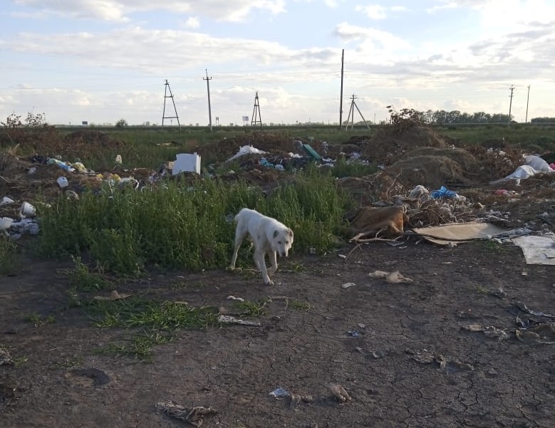 В Омской области красивого беззащитного алабая выбросили на свалку