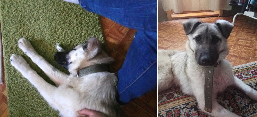 Щенок на передержке Щенок на передержке