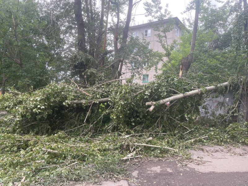 В омском УДХБ ответили по срокам уборки поваленных ураганом деревьев В омском УДХБ ответили по срокам уборки поваленных ураганом деревьев