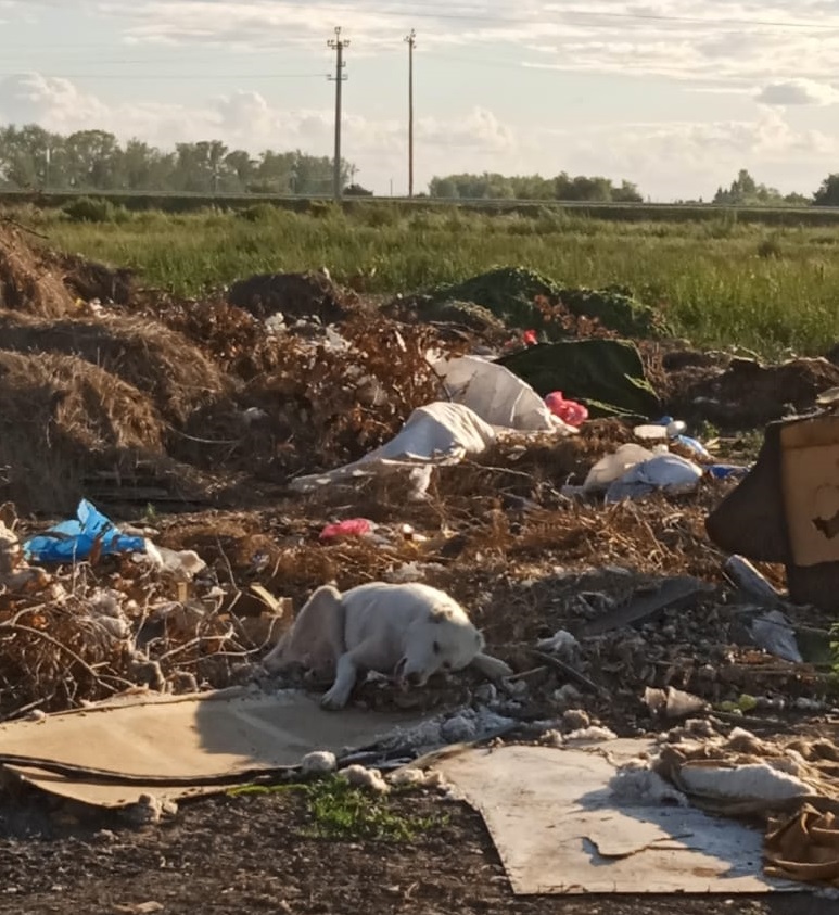 В Омской области красивого беззащитного алабая выбросили на свалку