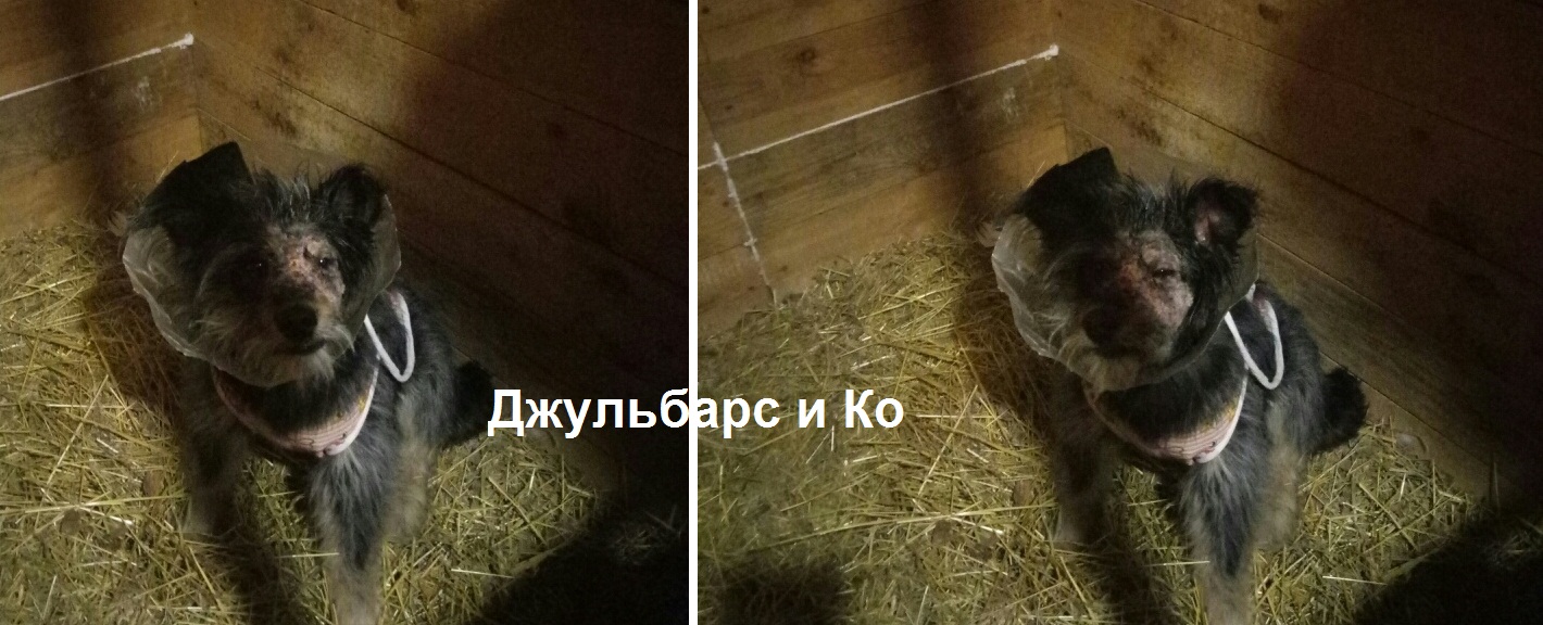 Собака Собака